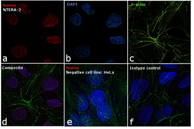 Nanog Antibody in Immunocytochemistry (ICC/IF)