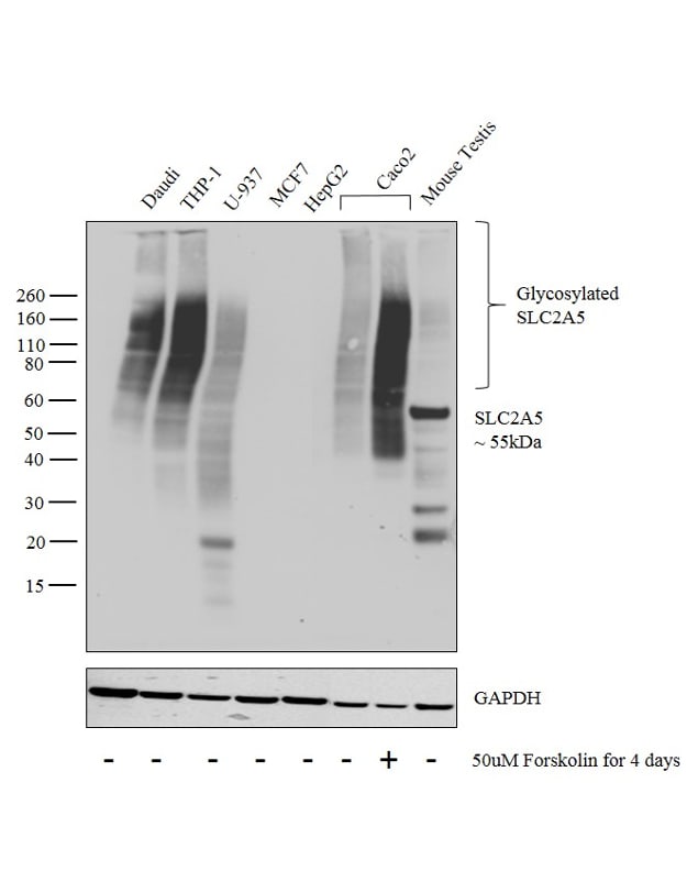 Western blot double bands and large smears are apparently OK, how