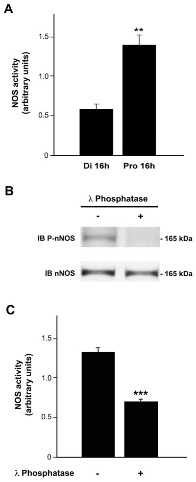 Phospho-nNOS (Ser1417) Antibody in Western Blot (WB)