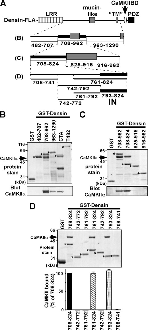 CaMKII alpha Antibody (Monoclonal, 6G9)