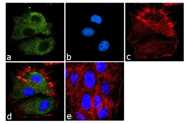 eIF1 Antibody (MA1-077)