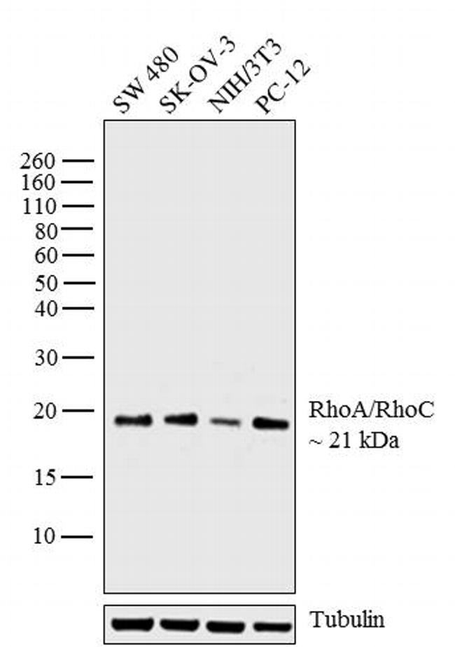 RhoA/RhoC Antibody in Western Blot (WB)