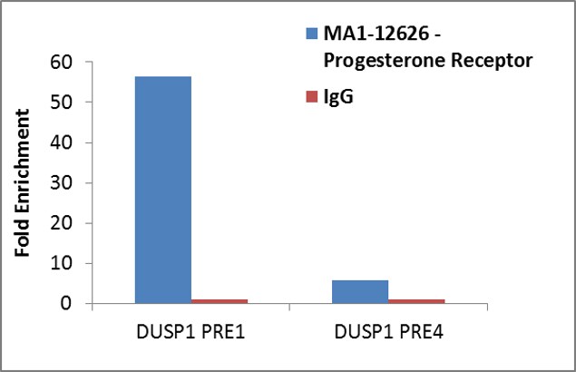 Progesterone