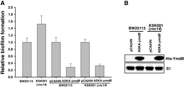 6x-His Tag Antibody (Monoclonal, HIS.H8)