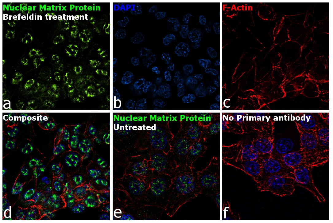 Nuclear Matrix Protein p84 Antibody (MA1-23261)