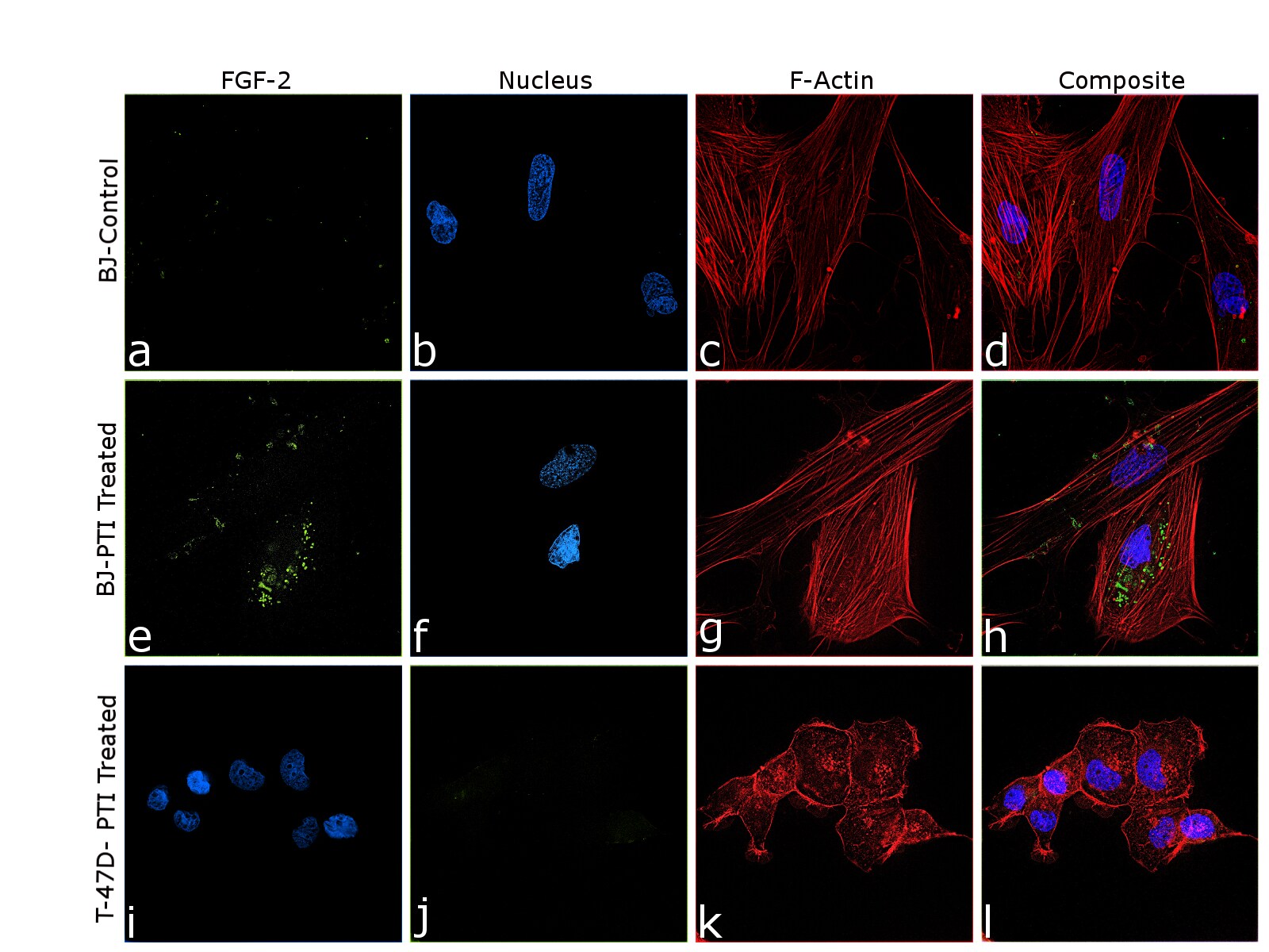 FGF2 Antibody