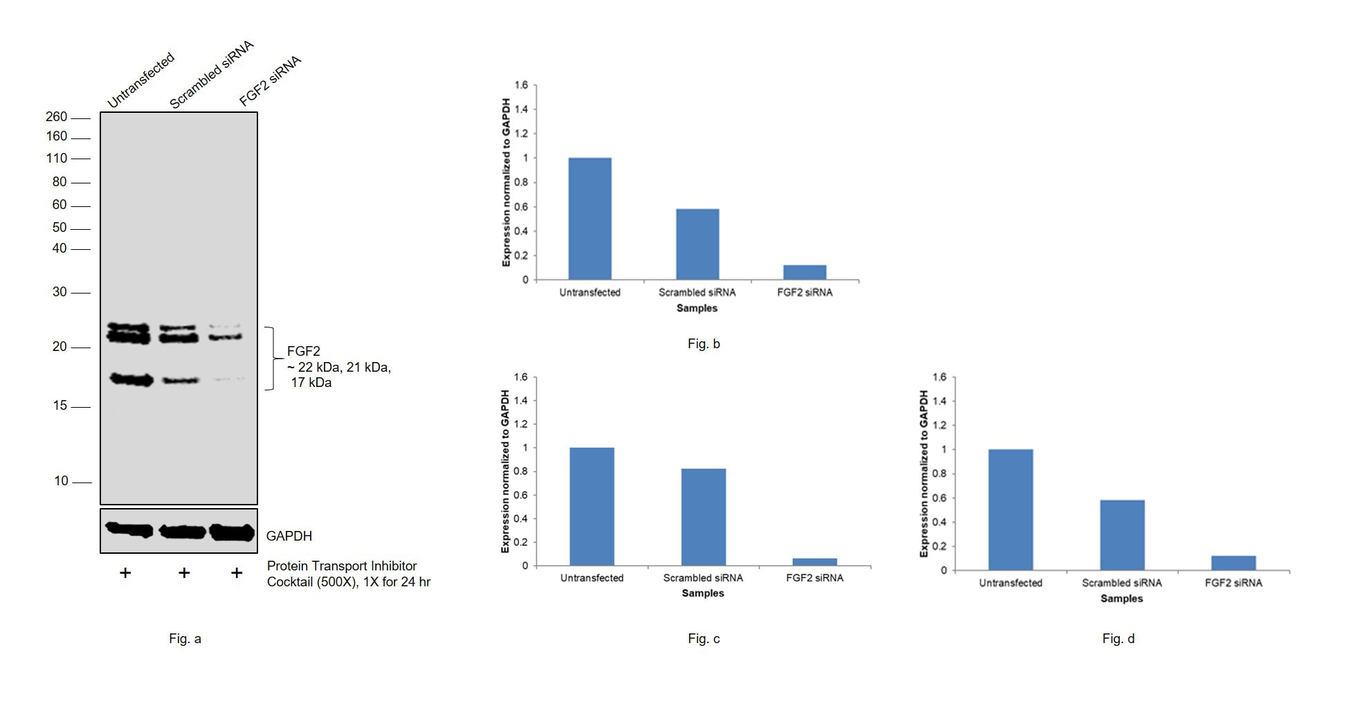 FGF2 Antibody