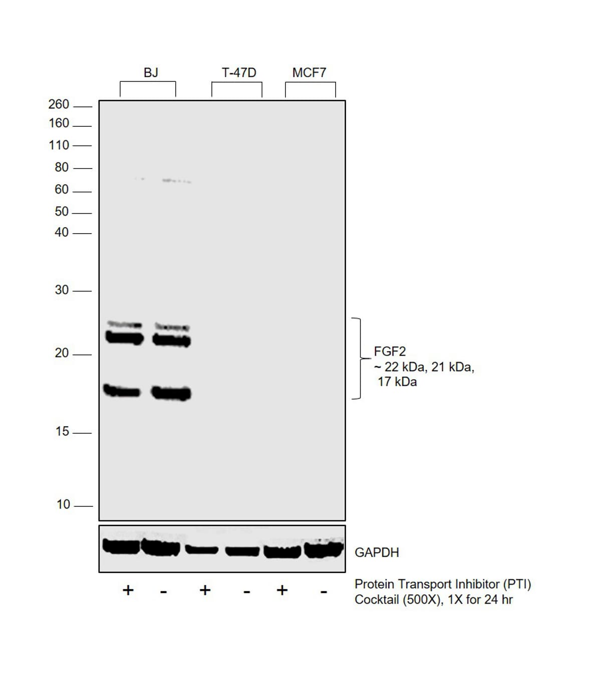 FGF2 Antibody in Western Blot (WB)