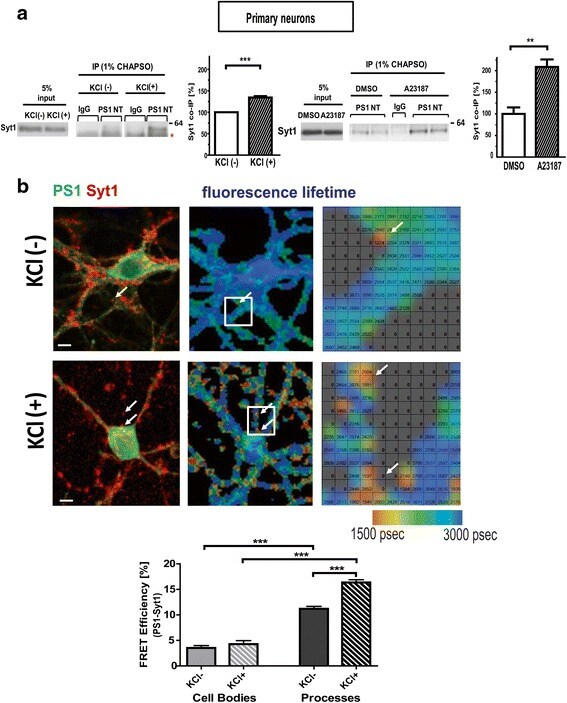 Synaptotagmin 1 Antibody