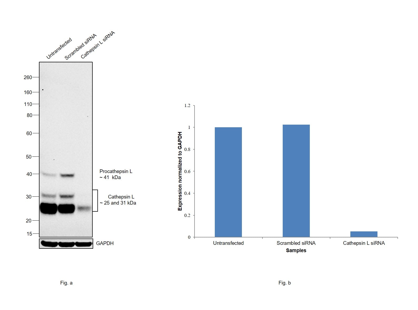 Cathepsin L Antibody