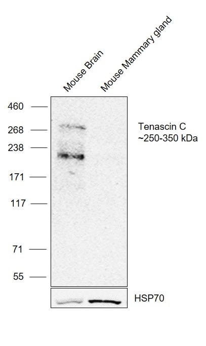 Tenascin C Antibody in Western Blot (WB)