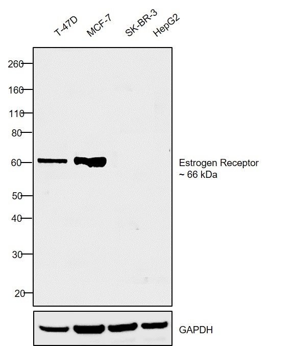 Estrogen Receptor alpha Antibody