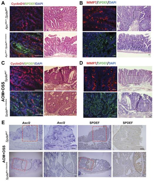 Cyclin D1 Antibody in Immunocytochemistry (ICC/IF)