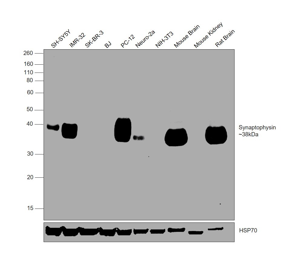 Synaptophysin Antibody