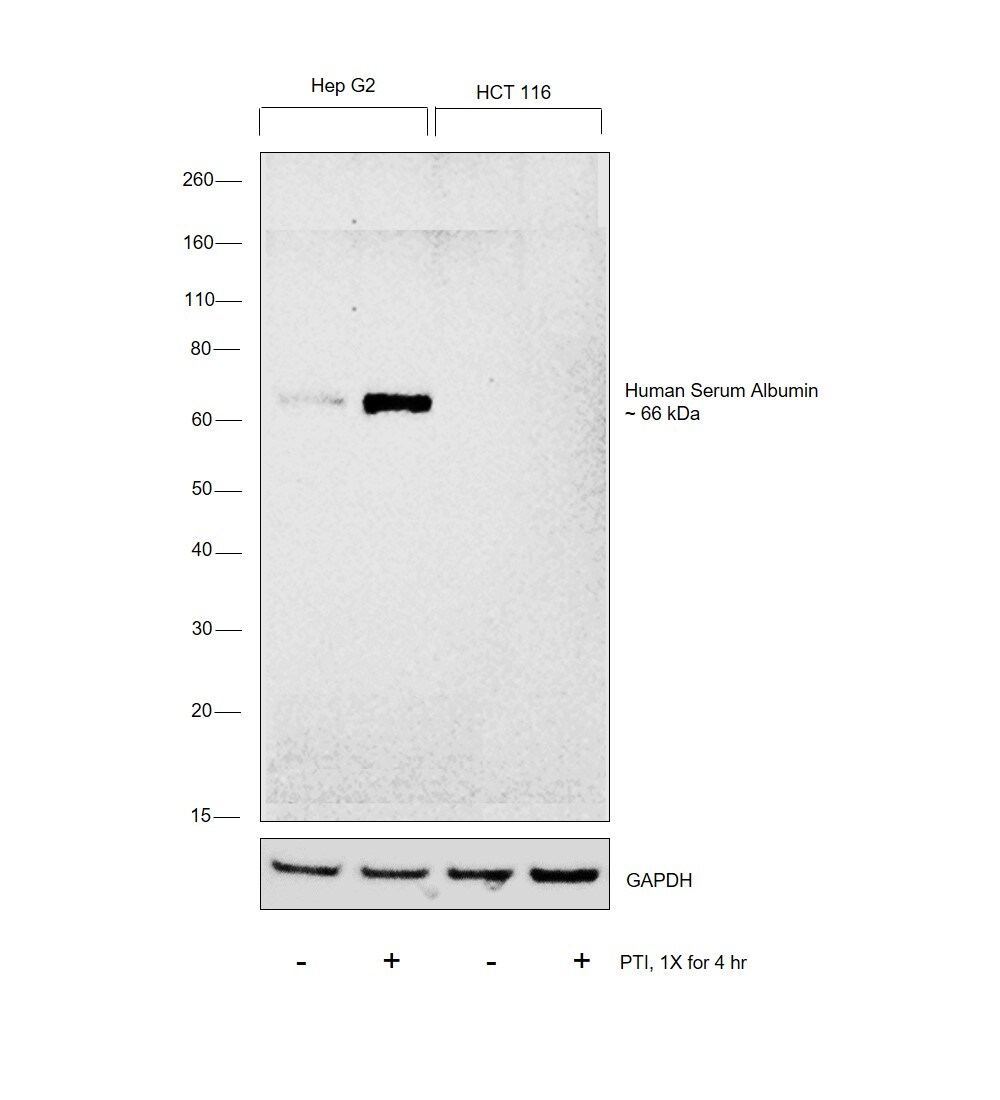 Human Serum Albumin Antibody (MA1-72509)