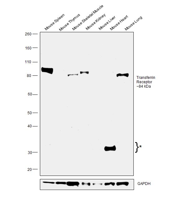 Transferrin Receptor Antibody in Western Blot (WB)