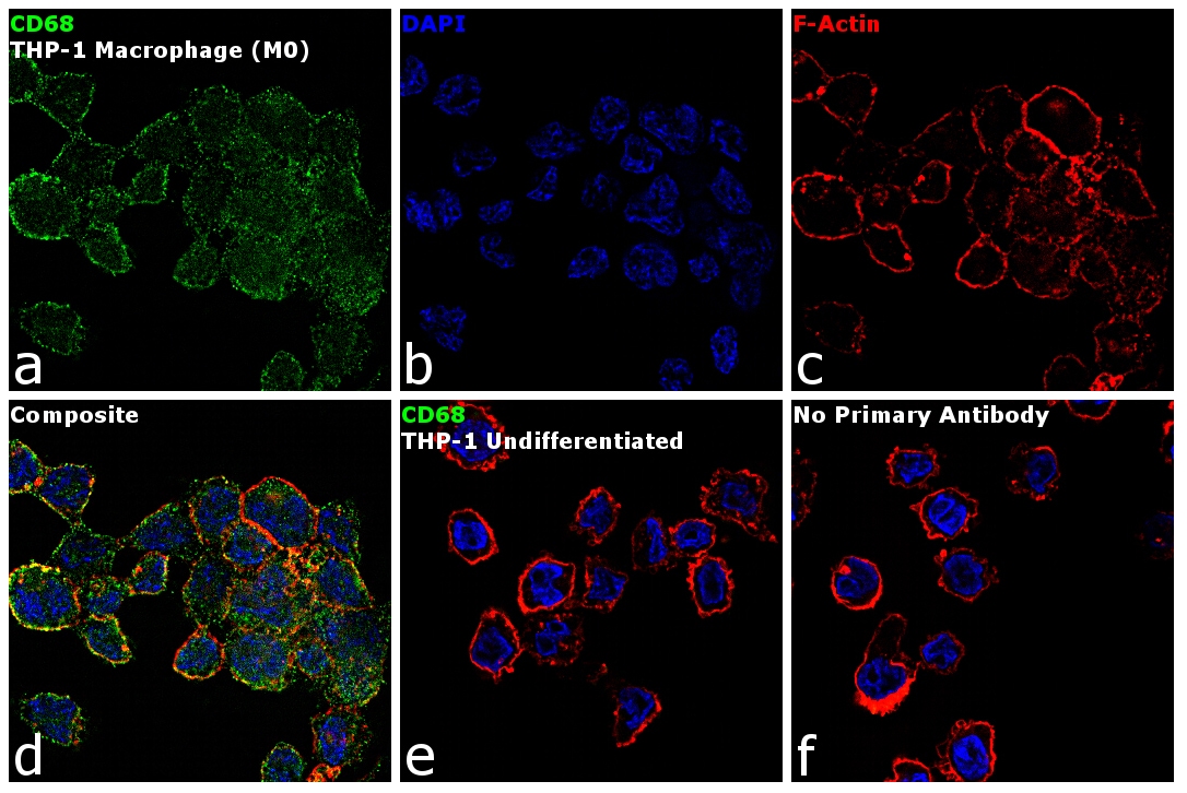 CD68 Antibody (MA1-80133)