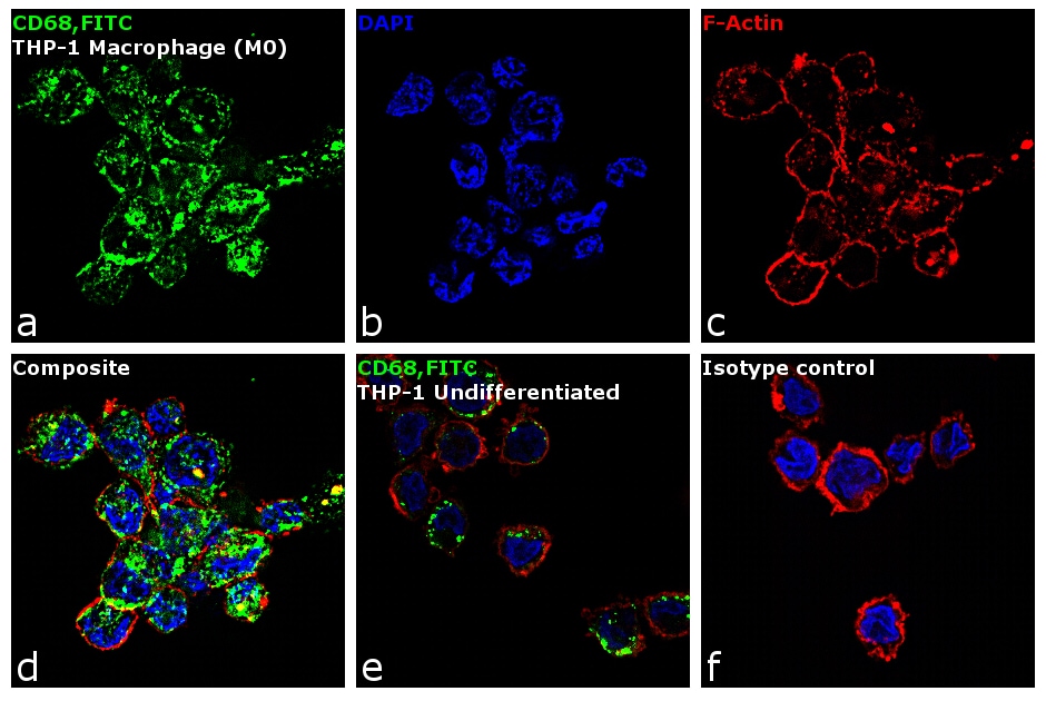 CD68 Antibody, FITC (MA1-82715)