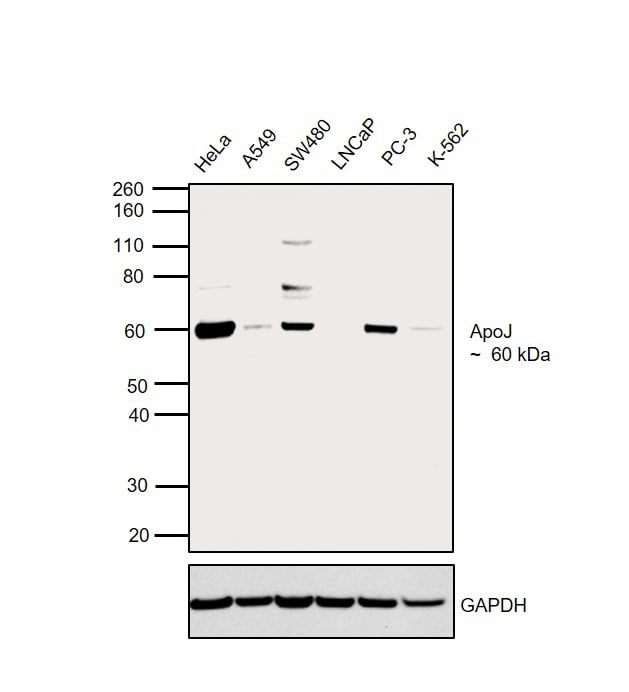 Apolipoprotein J Antibody