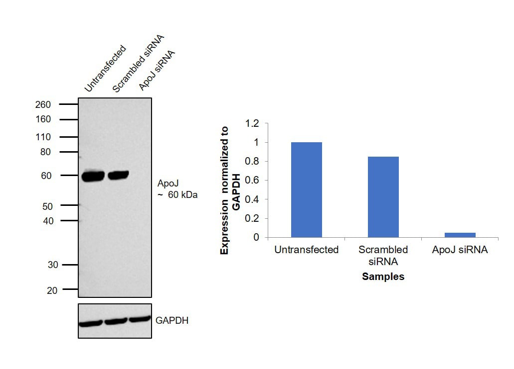 Apolipoprotein J Antibody