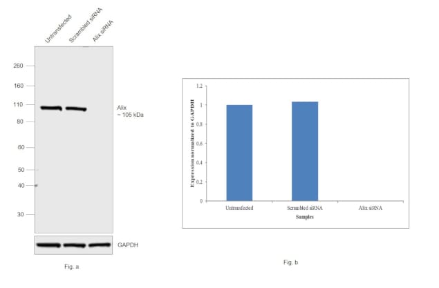 Alix Antibody