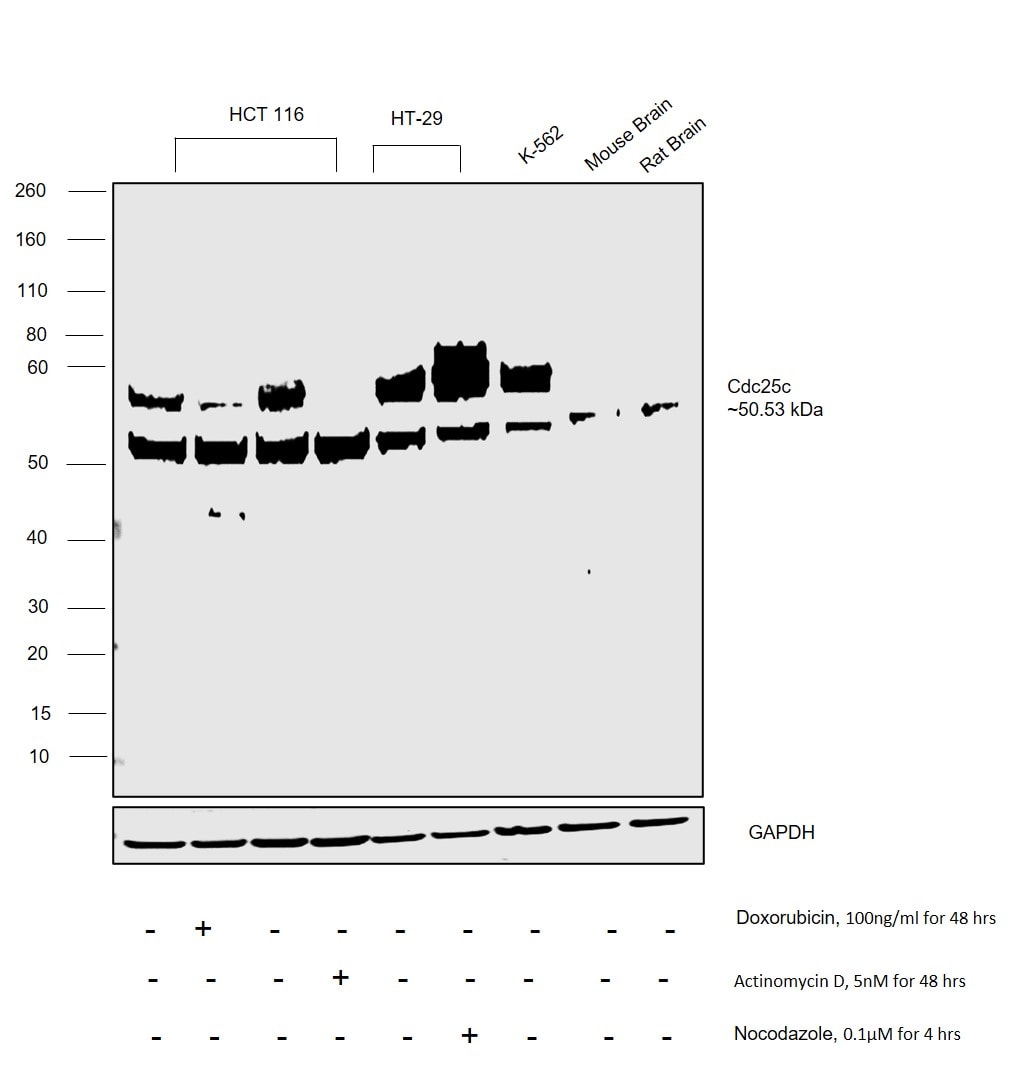 Cdc25C Antibody