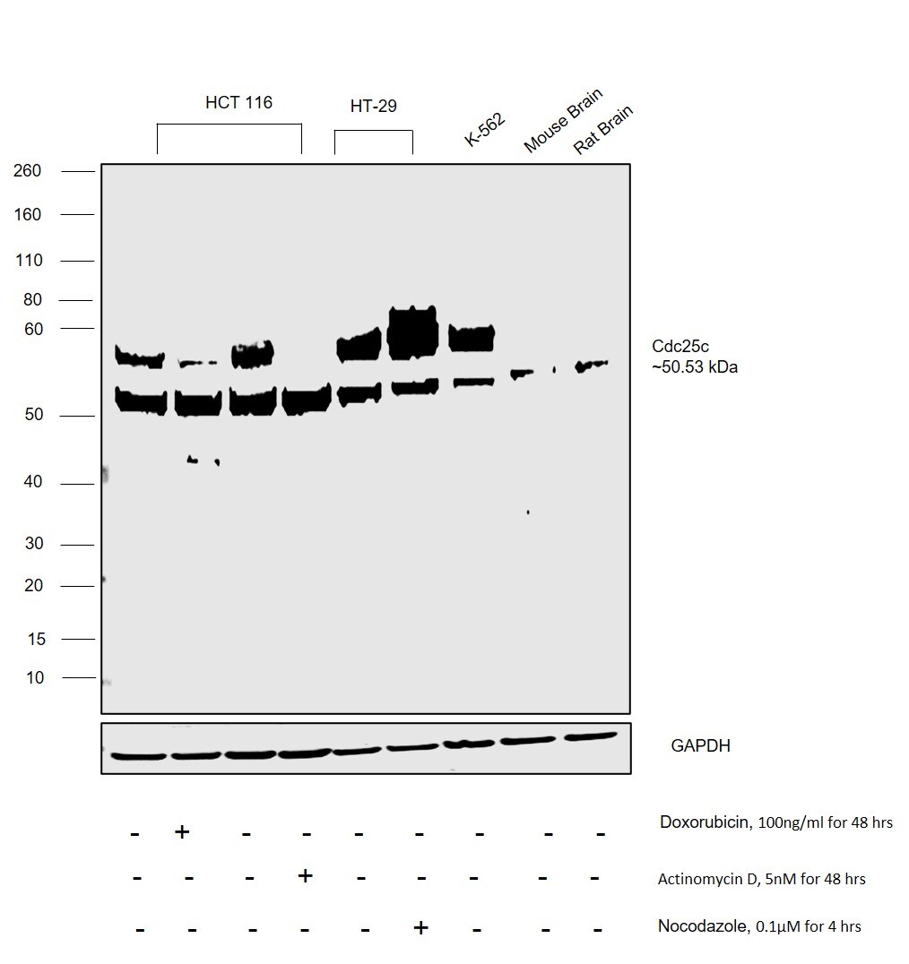 Cdc25C Antibody in Western Blot (WB)