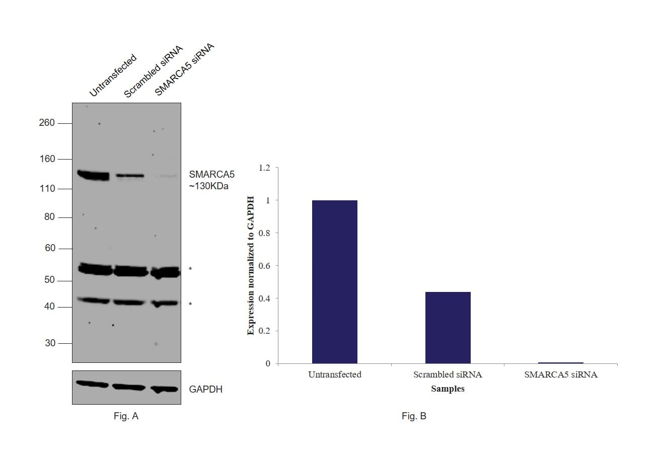 SMARCA5 Antibody in Western Blot (WB)