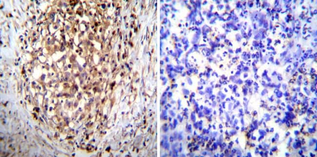 ATP4B Antibody in Immunohistochemistry (Paraffin) (IHC (P))