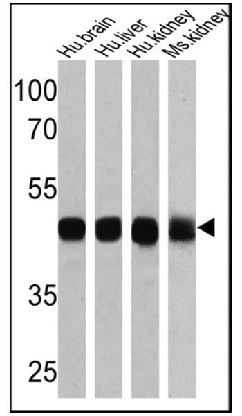 ATP1B1 Antibody in Western Blot (WB)