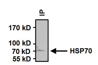 HSP70 Antibody in Immunoprecipitation (IP)