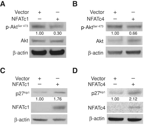 NFATC4 Antibody in Western Blot (WB)