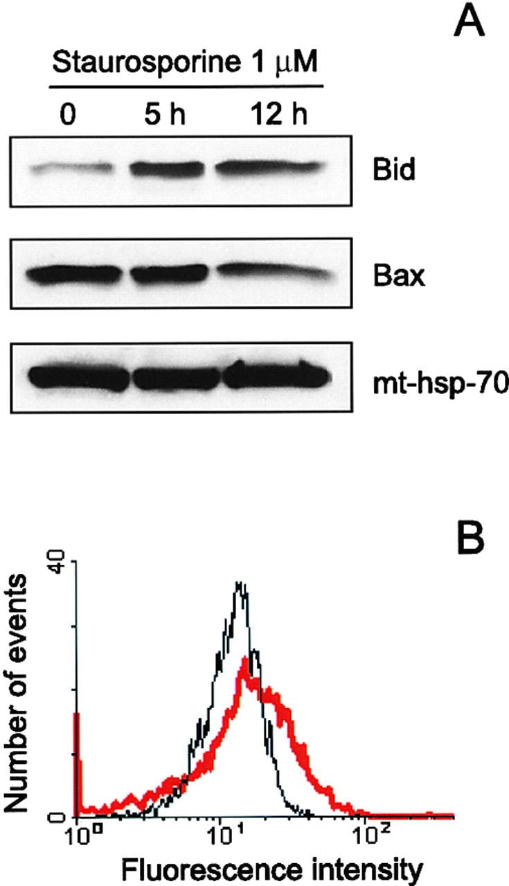 mtHSP70 Antibody in Western Blot (WB)