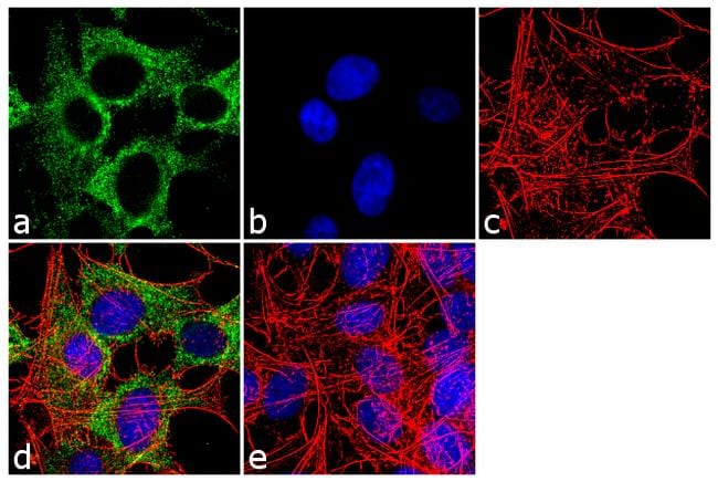 CHRM2 Antibody in Immunocytochemistry (ICC/IF)