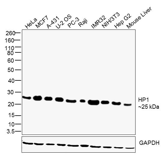 HP1 beta Antibody in Western Blot (WB)