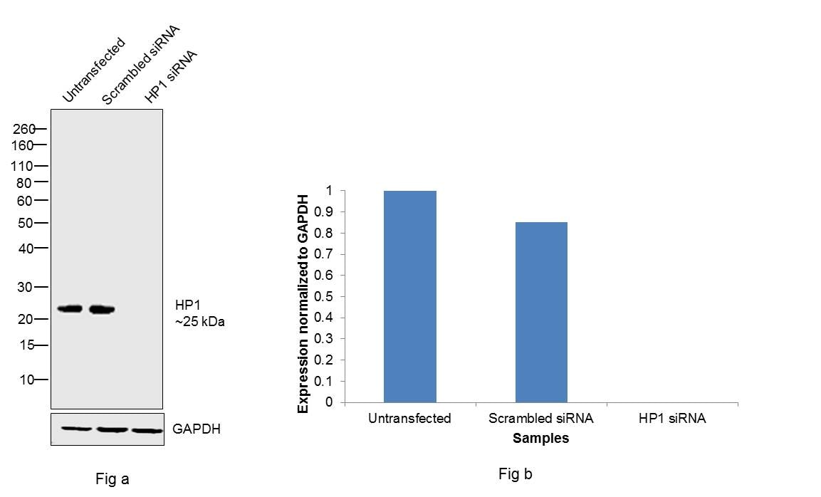 HP1 beta Antibody