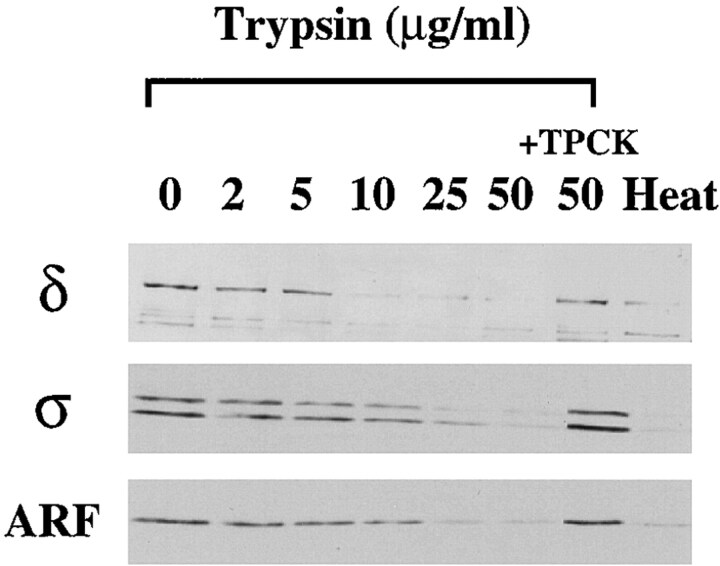 Trypsin Room Temperature Trypsin Room Temperature