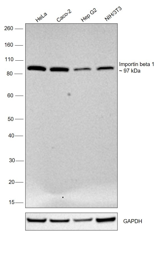 Importin beta-1 Antibody in Western Blot (WB)