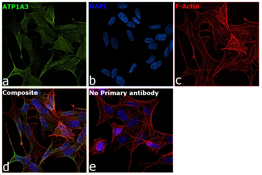 ATP1A3 Antibody in Immunocytochemistry (ICC/IF)