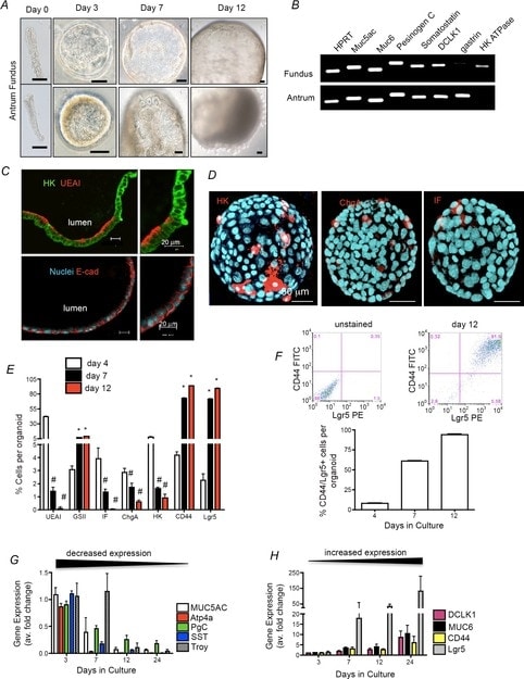 ATP4B Antibody in Flow Cytometry (Flow)