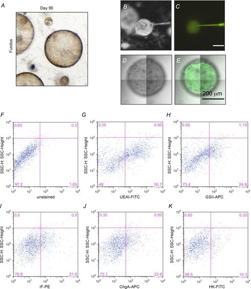 ATP4B Antibody in Flow Cytometry (Flow)