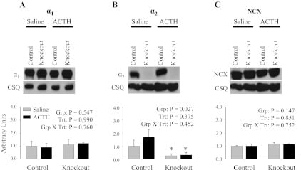 Sodium/Calcium Exchanger Antibody in Western Blot (WB)