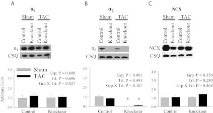 Sodium/Calcium Exchanger Antibody in Western Blot (WB)