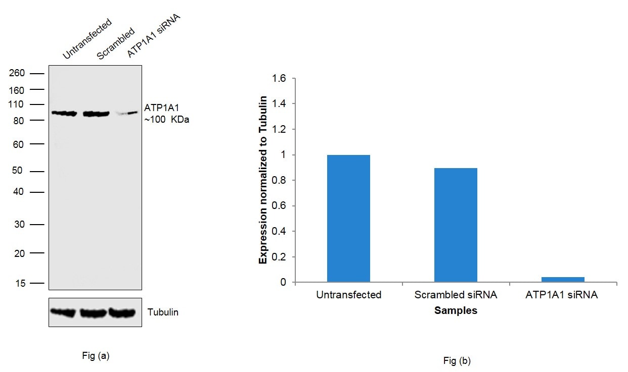 ATP1A1 Antibody in Western Blot (WB)