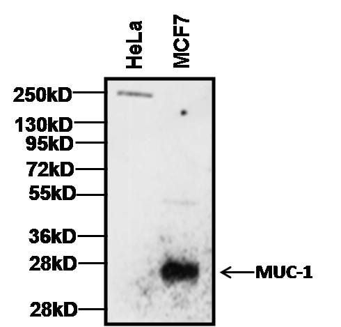 MUC1 Antibody in Western Blot (WB)