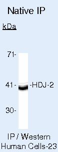 HDJ2 Antibody in Immunoprecipitation (IP)