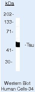 Tau Antibody in Western Blot (WB)