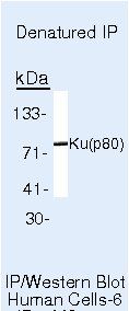 Ku80 Antibody in Immunoprecipitation (IP)