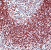 CD79a Antibody in Immunohistochemistry (Paraffin) (IHC (P))