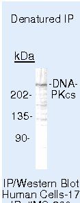 DNA-PK Antibody in Immunoprecipitation (IP)